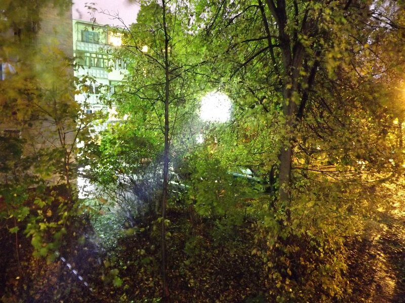 night view through trees