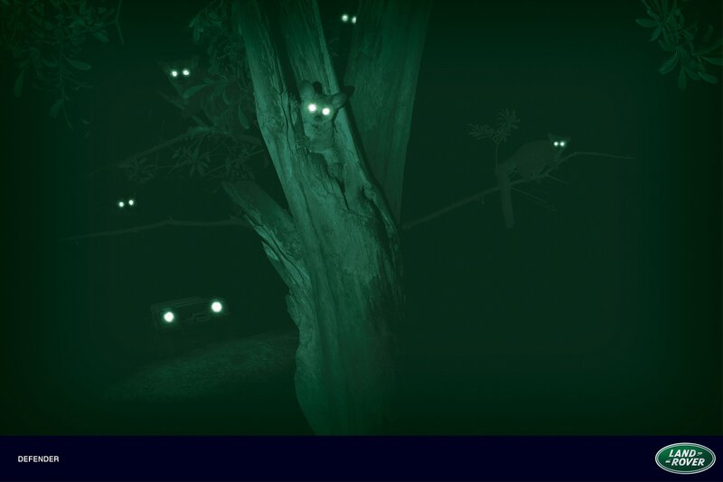 Night vision wildlife scene
