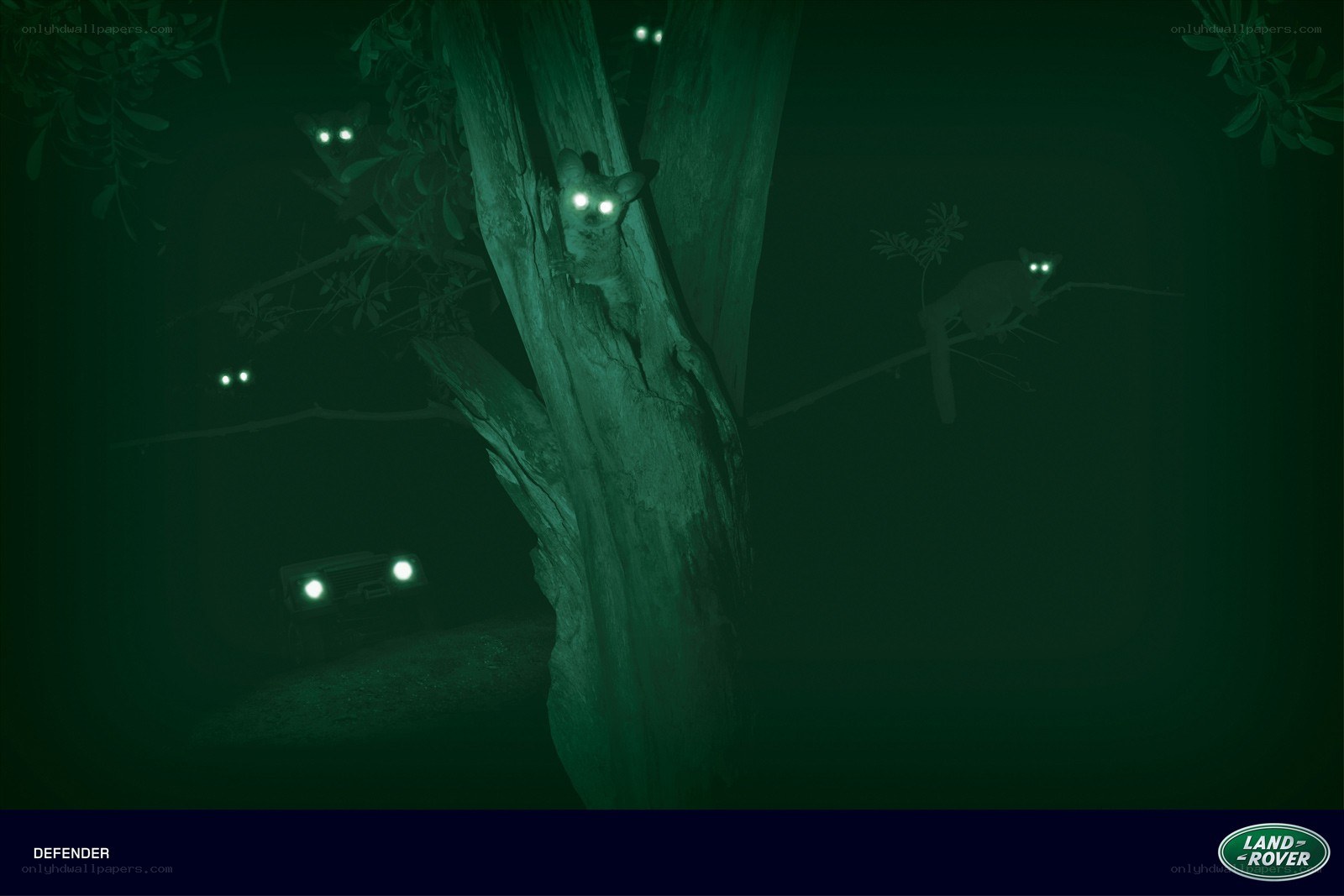 Night vision wildlife scene