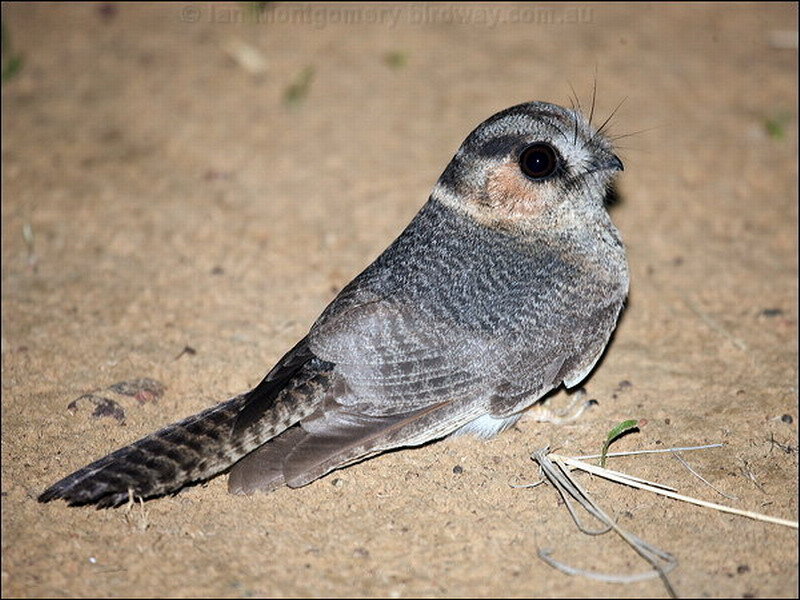 Nightjar Bird on Ground