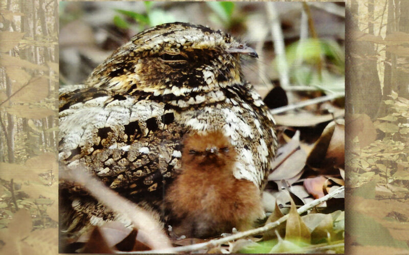 Nightjar Bird with Chick