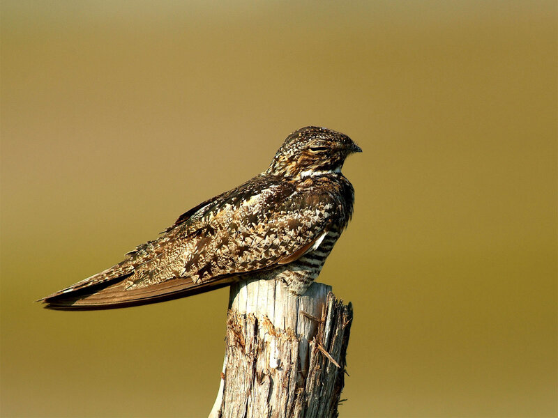 Nightjar perched on a post