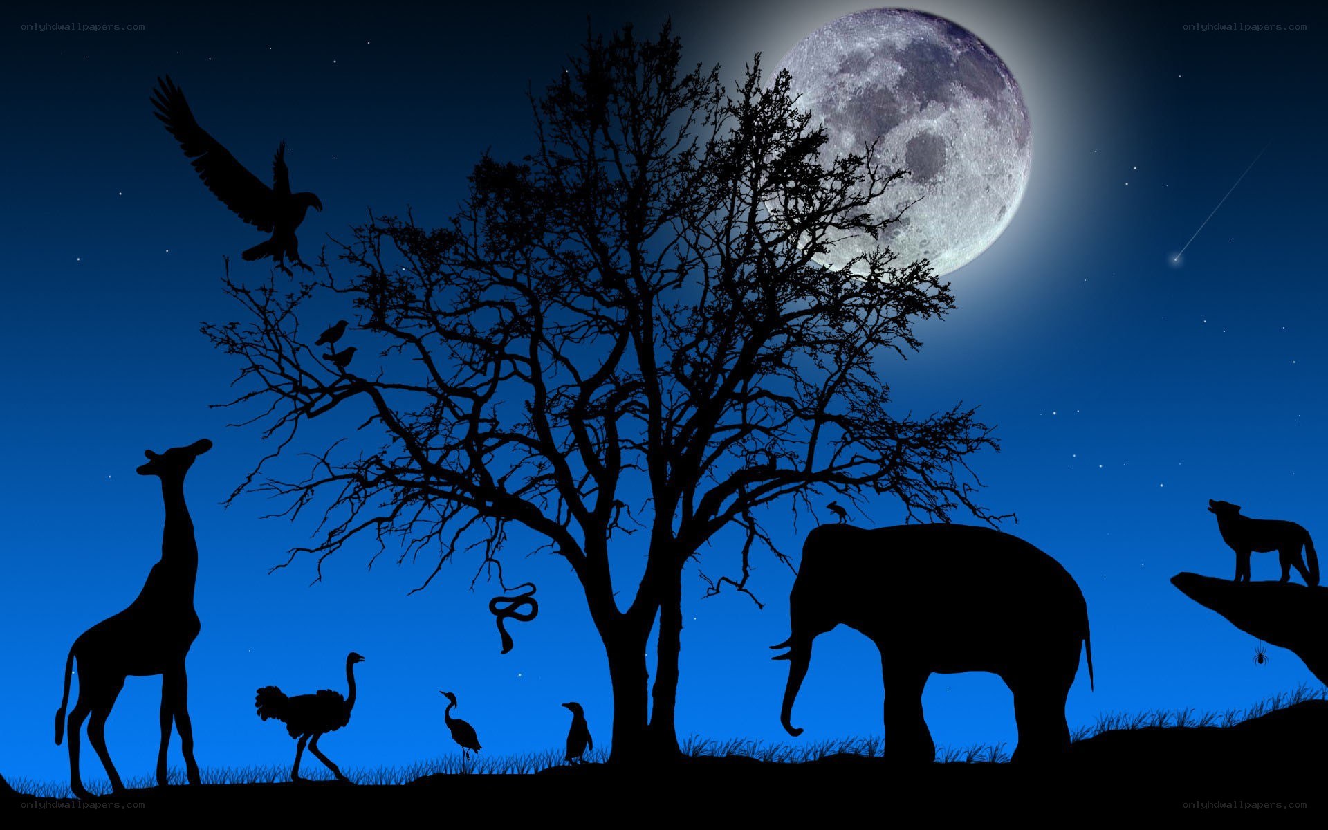 Nighttime animal silhouettes