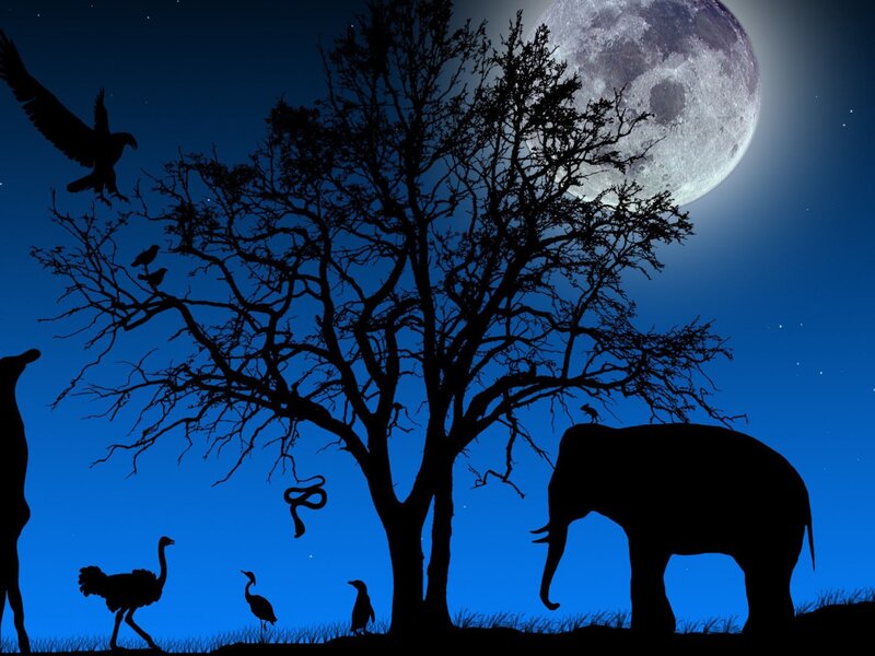 Nighttime animal silhouettes