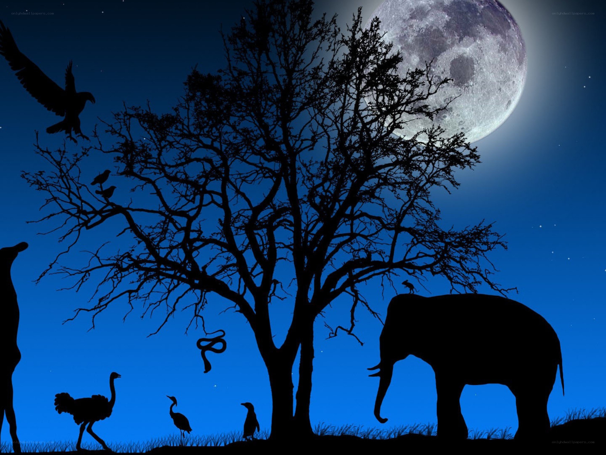 Nighttime animal silhouettes