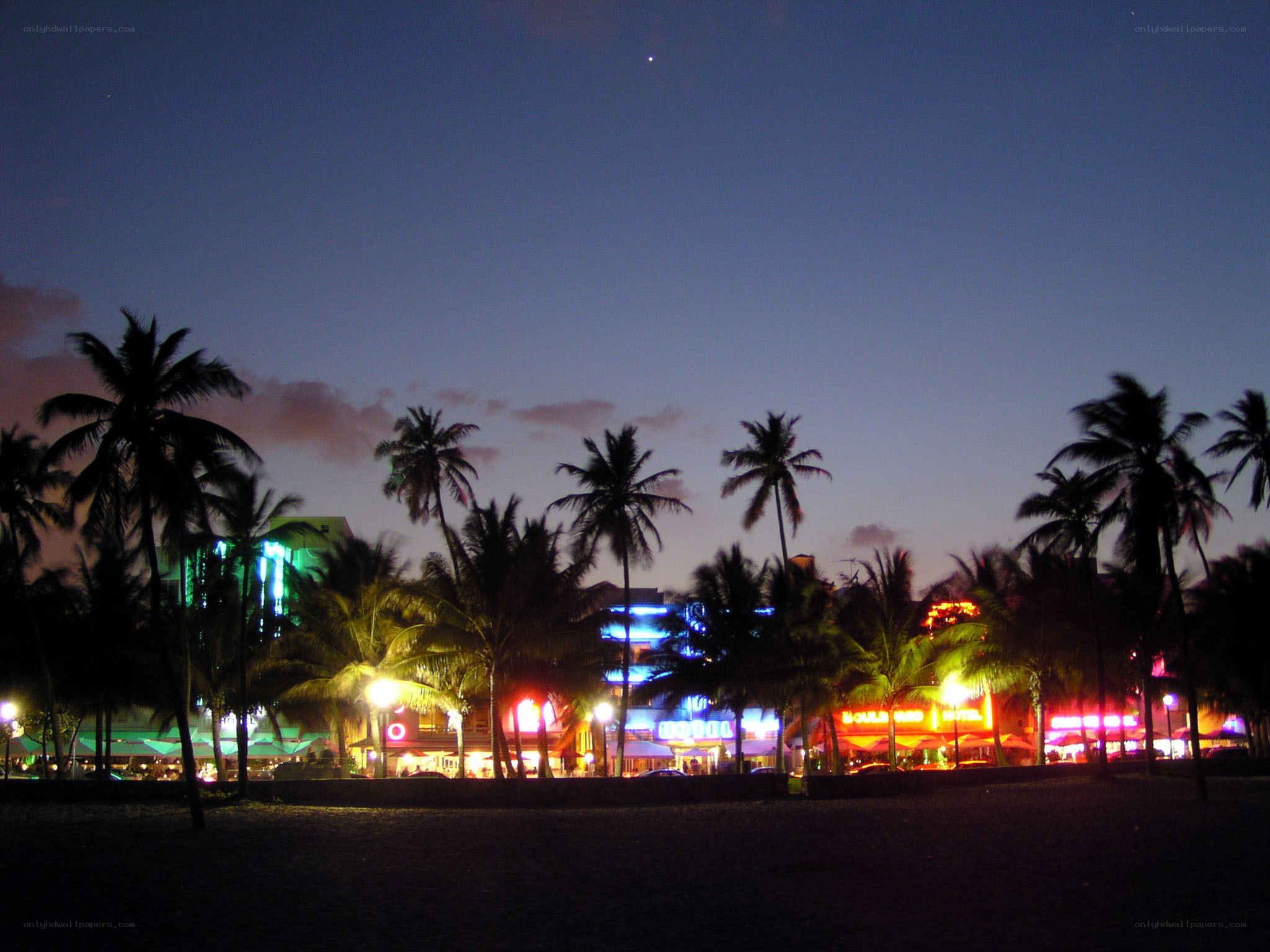 nighttime beach scene with palm trees