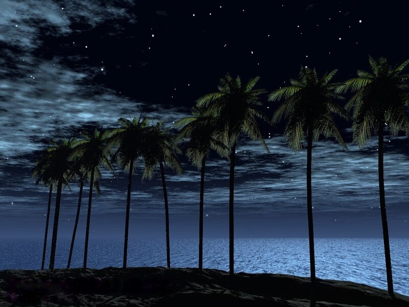 nighttime beach with palm trees