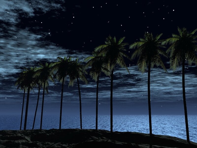 nighttime beach with palm trees