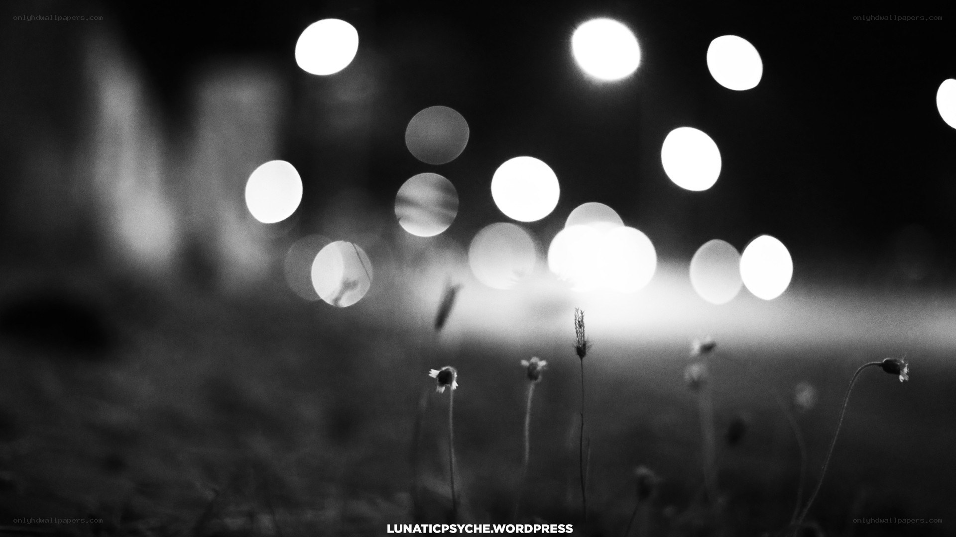 Nighttime bokeh with wildflowers