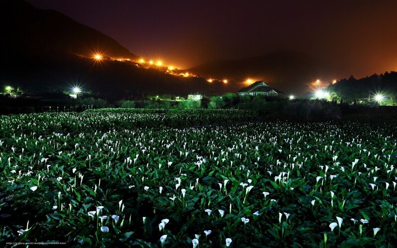 Nighttime calla lily field