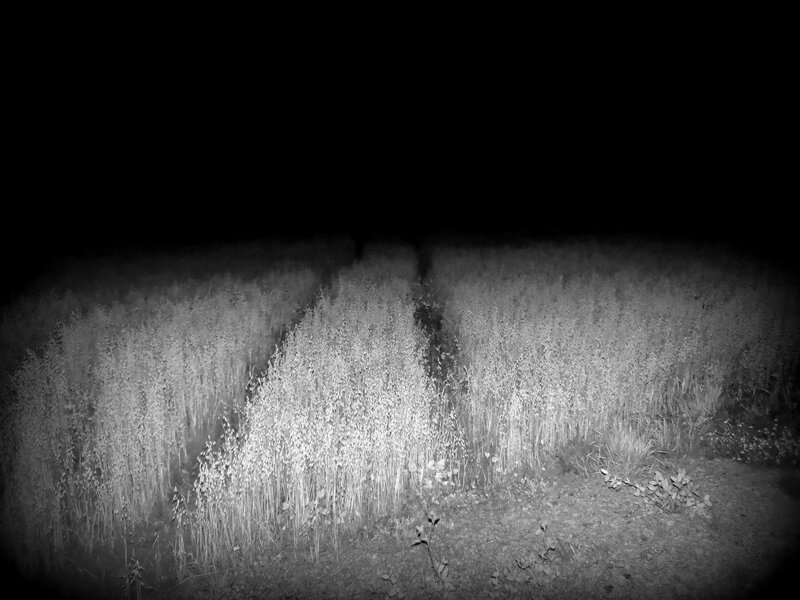 Nighttime field of tall grass