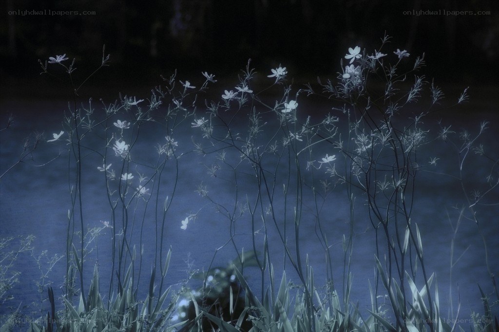 Nighttime flowers by the water