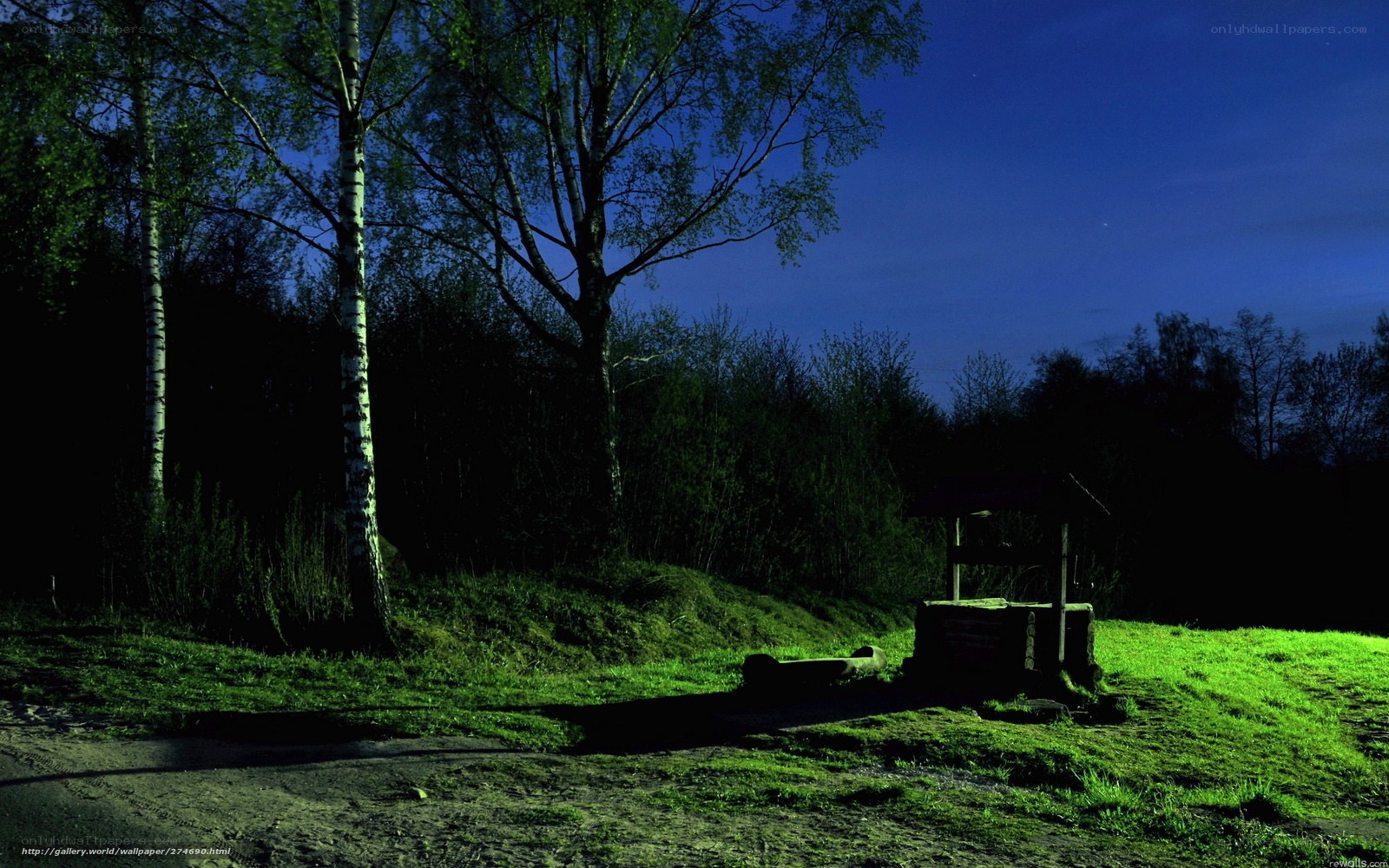 Nighttime forest well scene