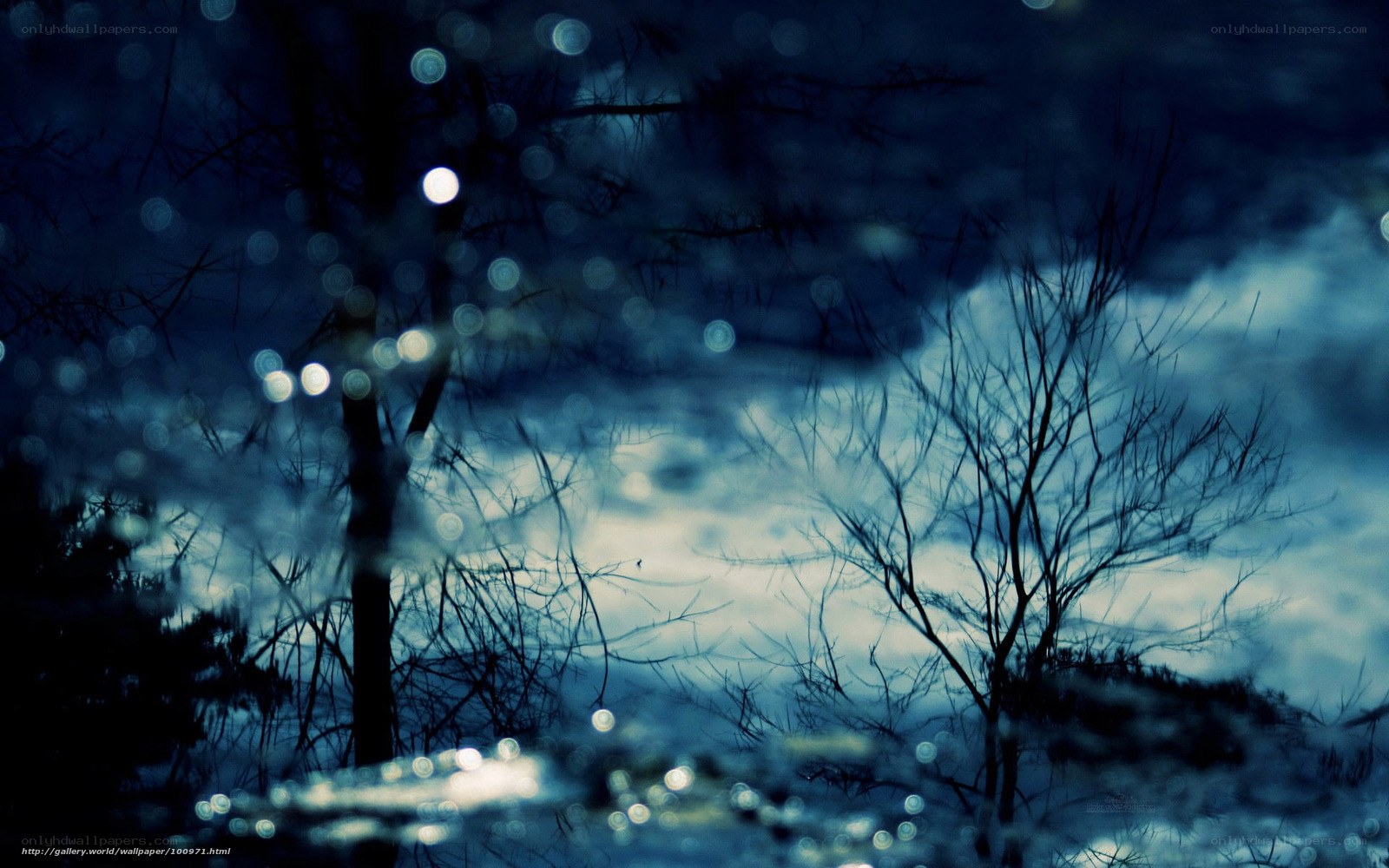 Nighttime forest with bokeh lights