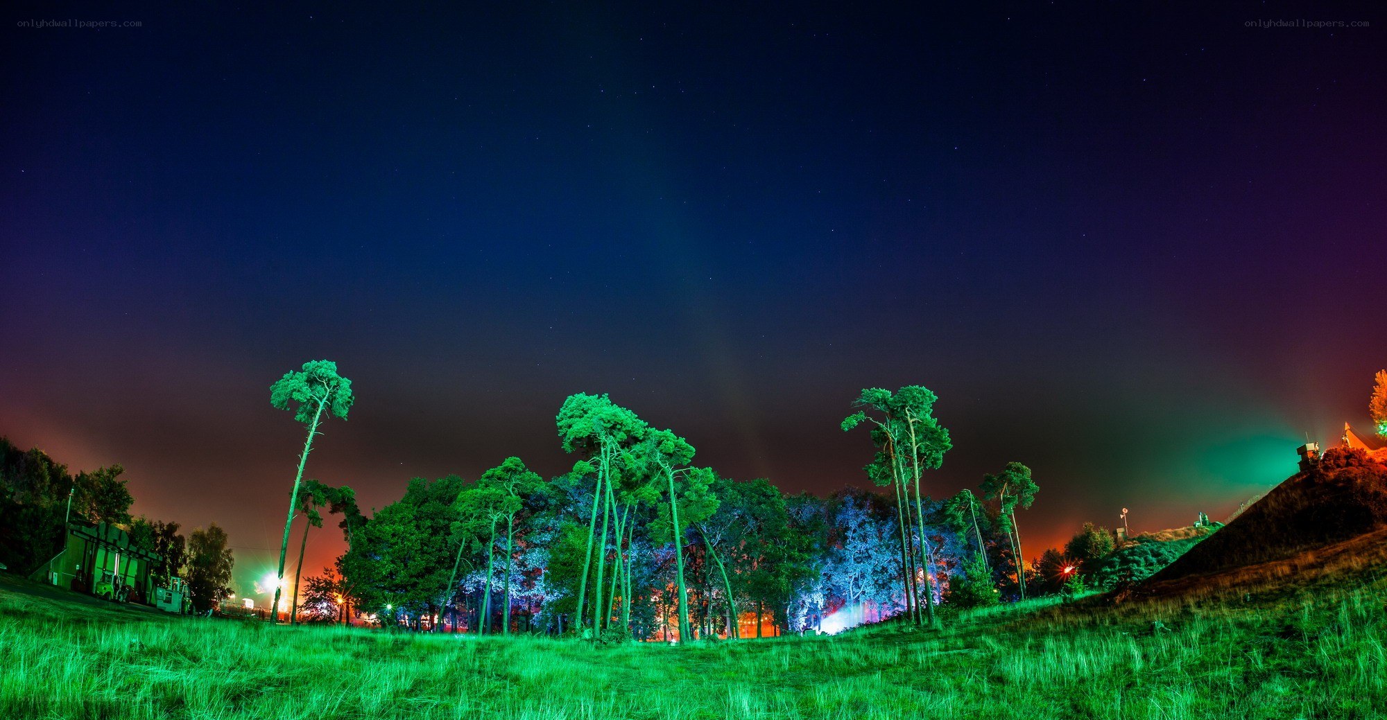 Nighttime forest with colorful lights