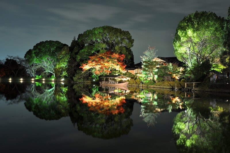 Nighttime garden with illuminated trees