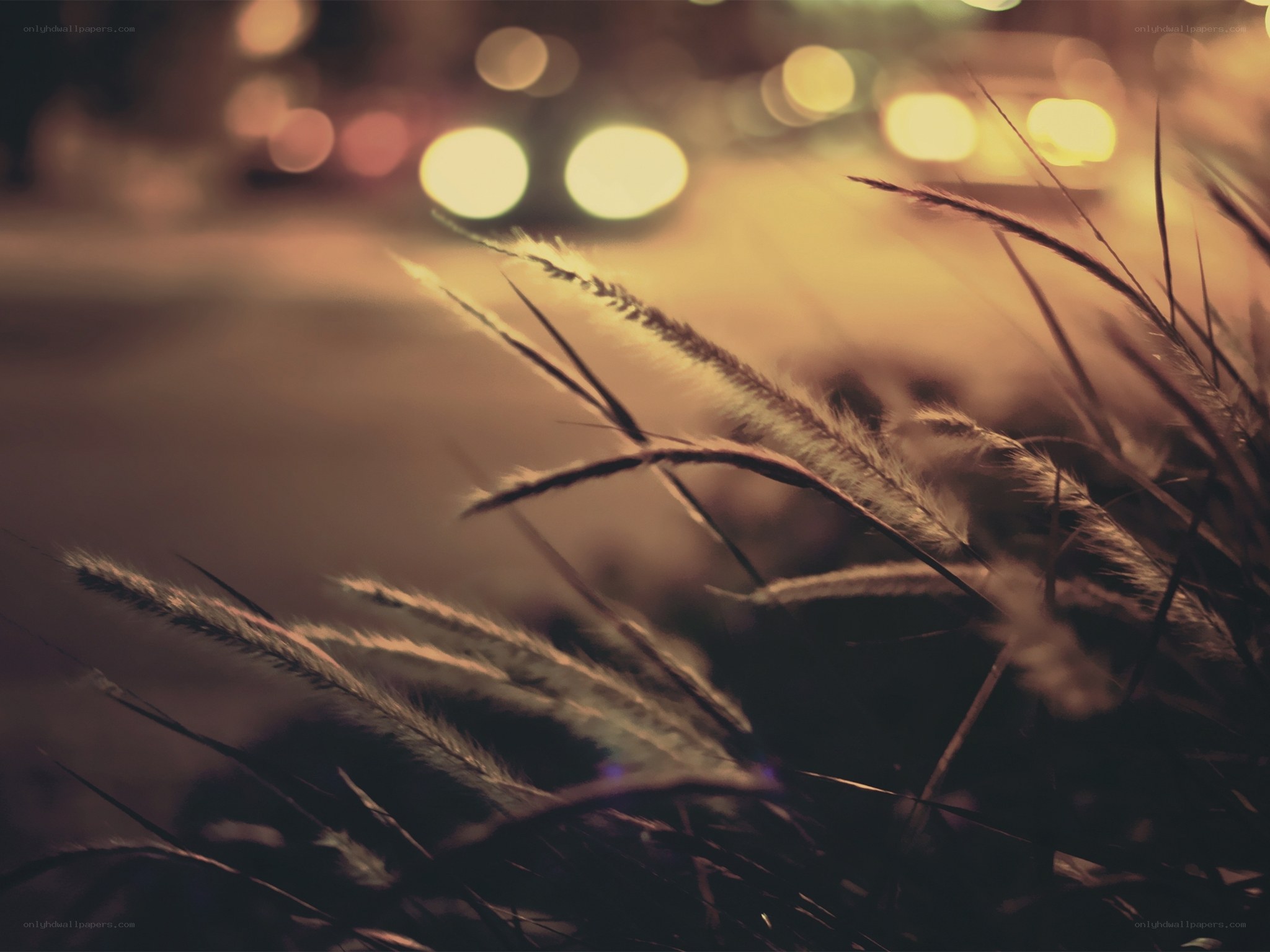 nighttime grass with bokeh lights