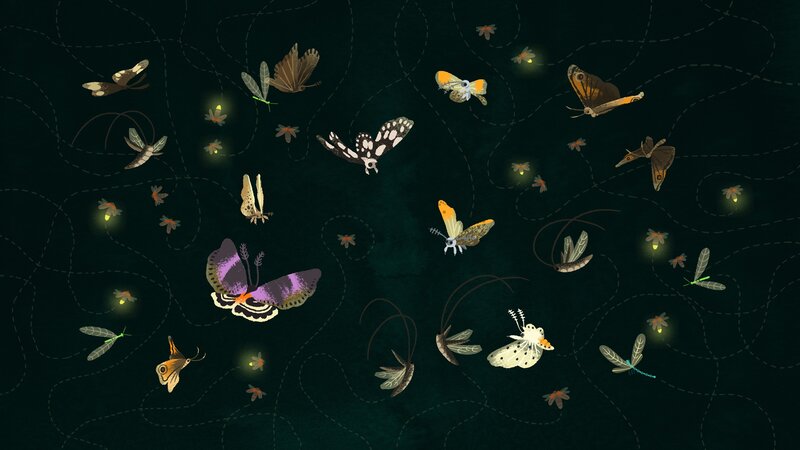 Nighttime insects in flight