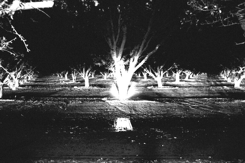 nighttime orchard in infrared