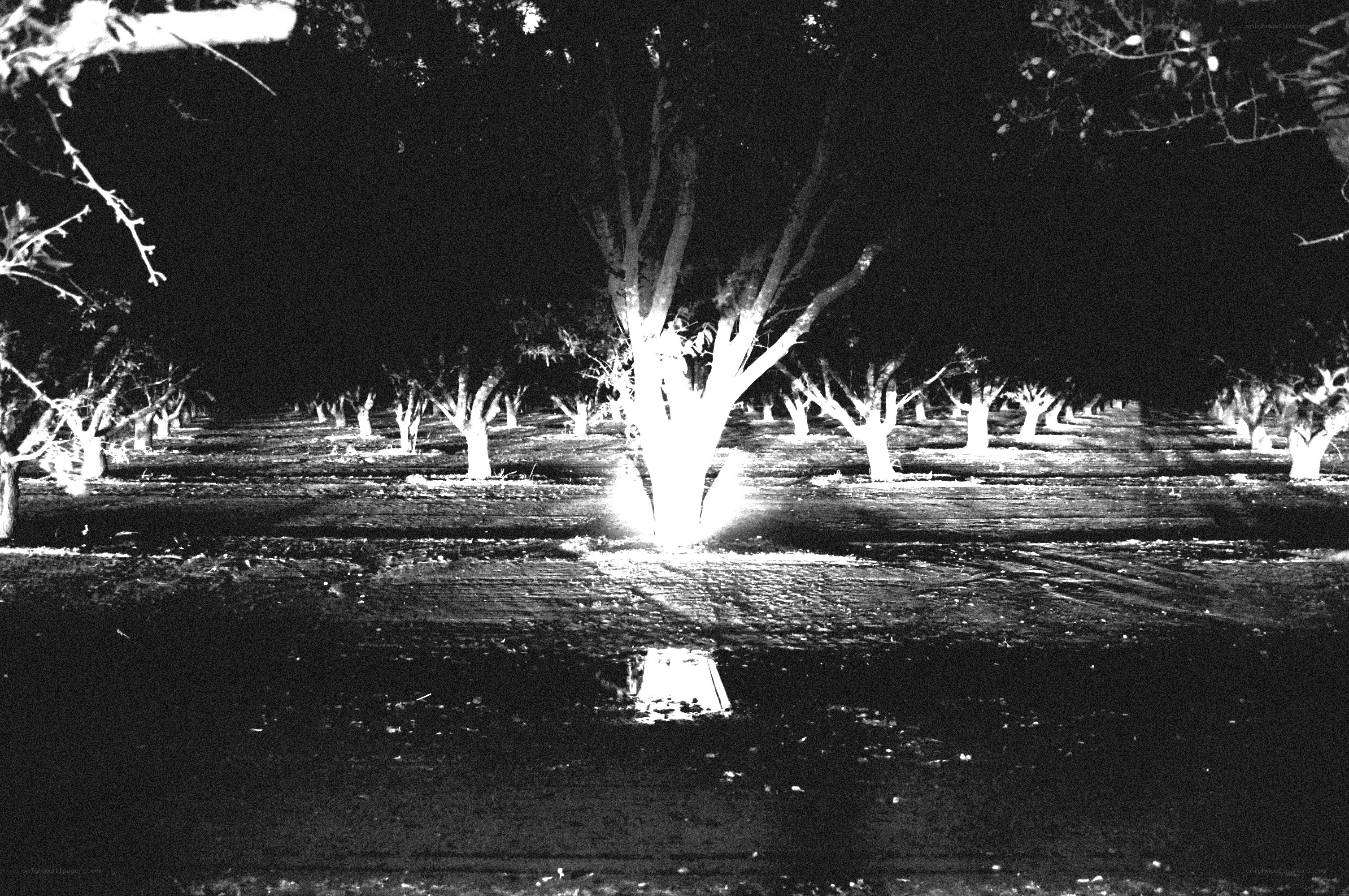 nighttime orchard in infrared