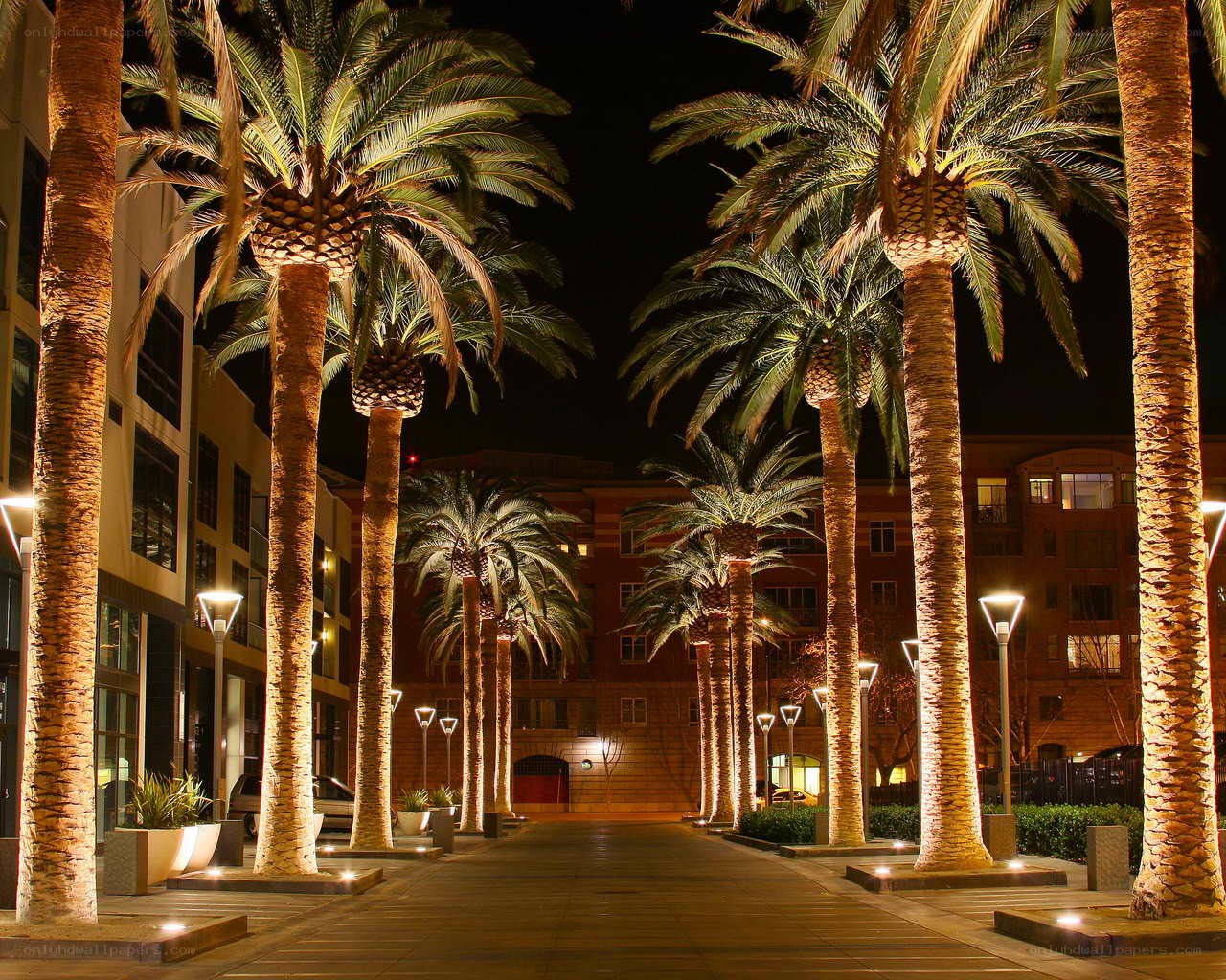 Nighttime palm tree alley