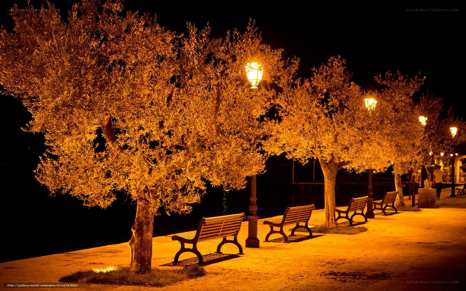 Nighttime park benches and trees