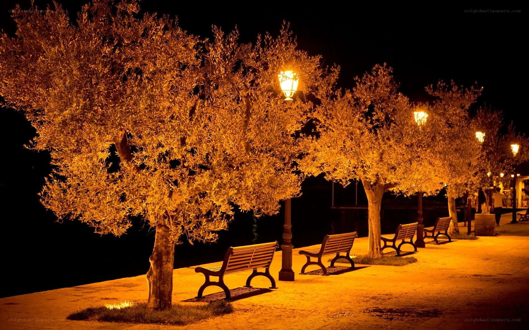 Nighttime park benches and trees