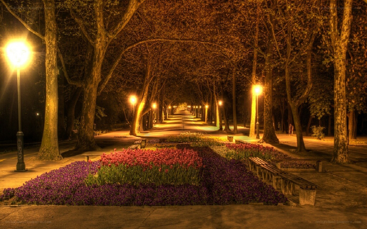 Nighttime park pathway