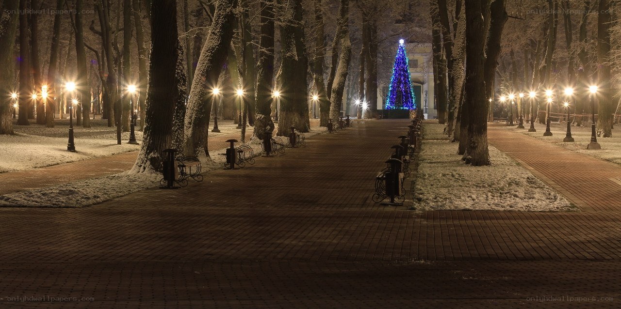 Nighttime park with Christmas tree