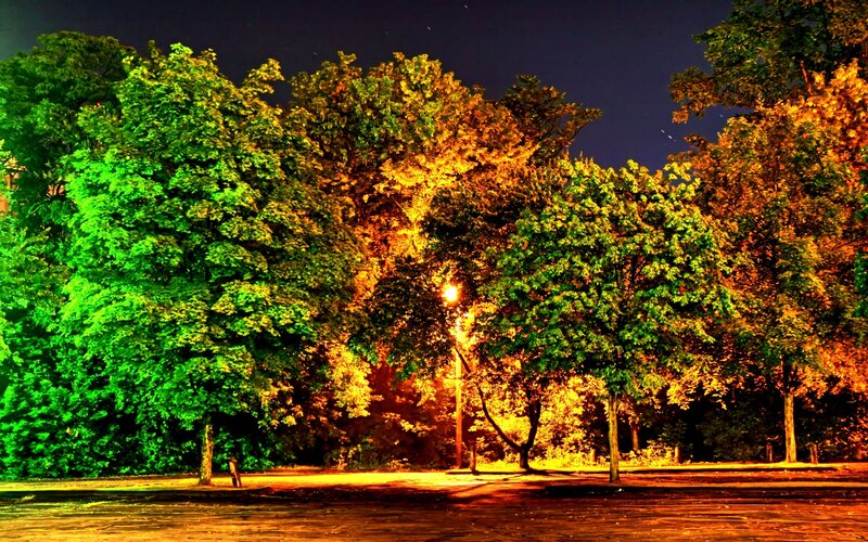 Nighttime park with colorful trees