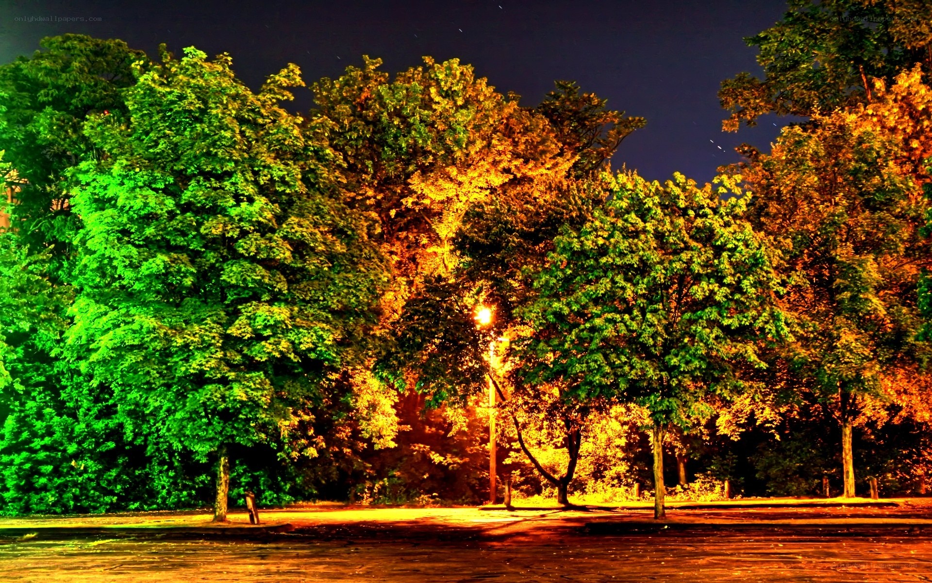 Nighttime park with colorful trees