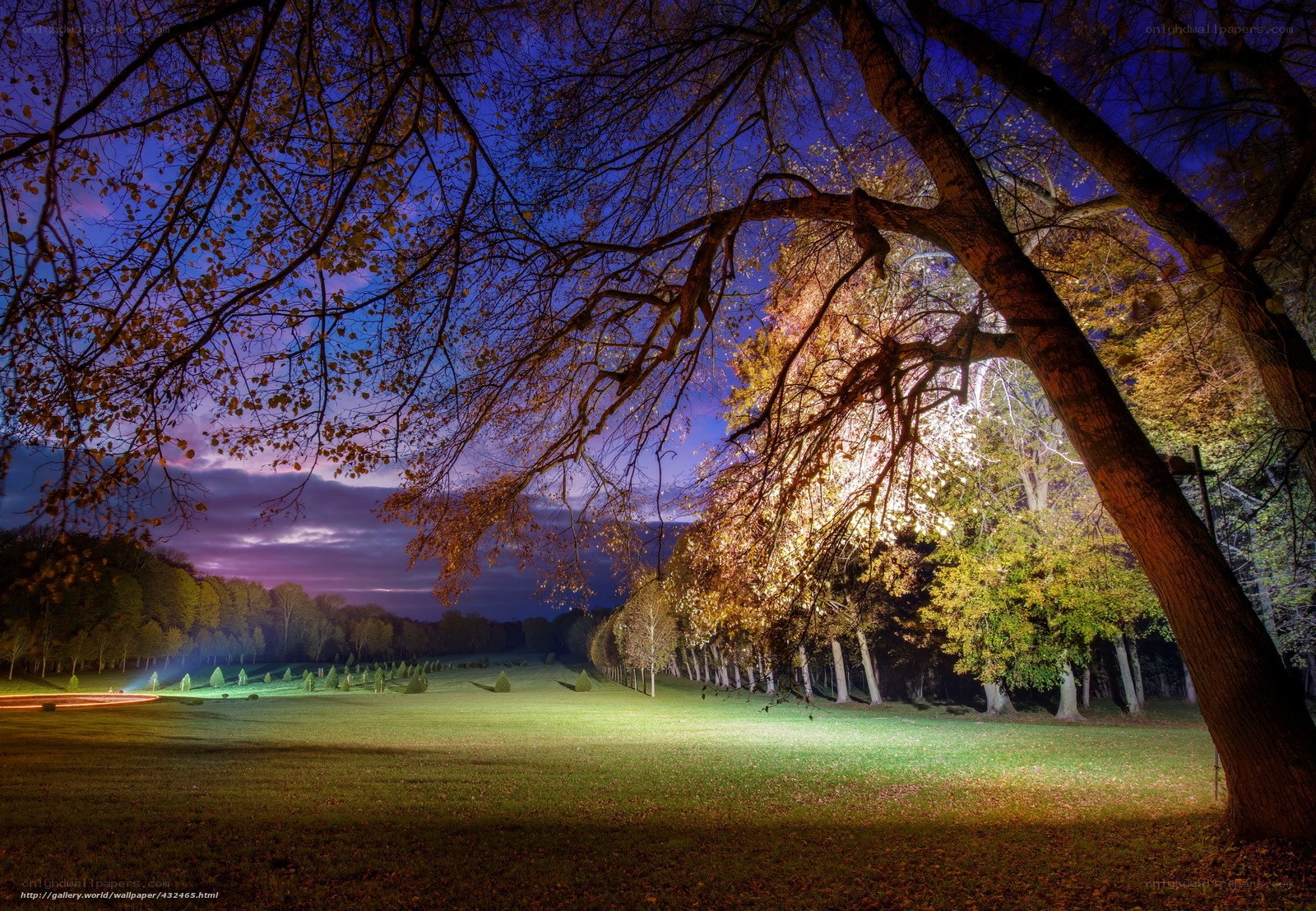Nighttime park with illuminated trees