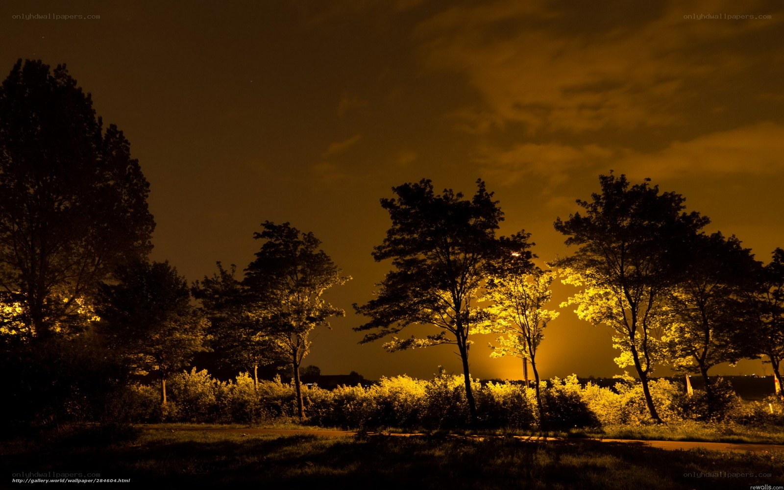 Nighttime park with illuminated trees