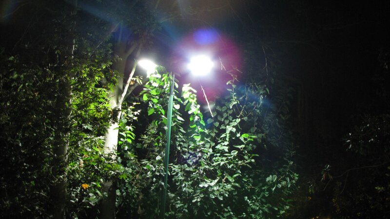 Nighttime street lamp in foliage
