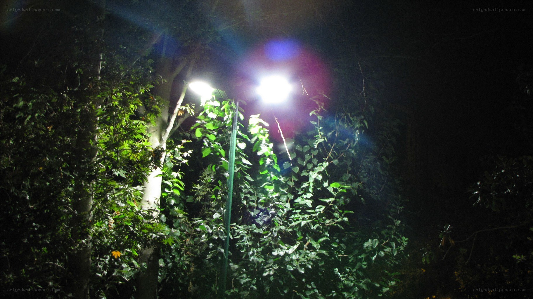 Nighttime street lamp in foliage