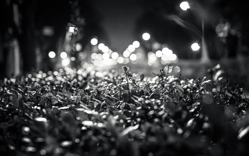 nighttime street lights and foliage