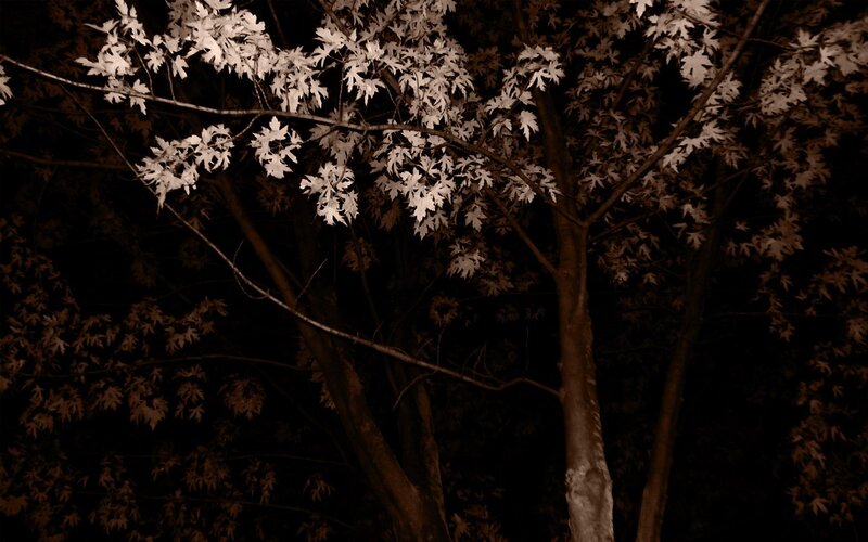 Nighttime tree foliage