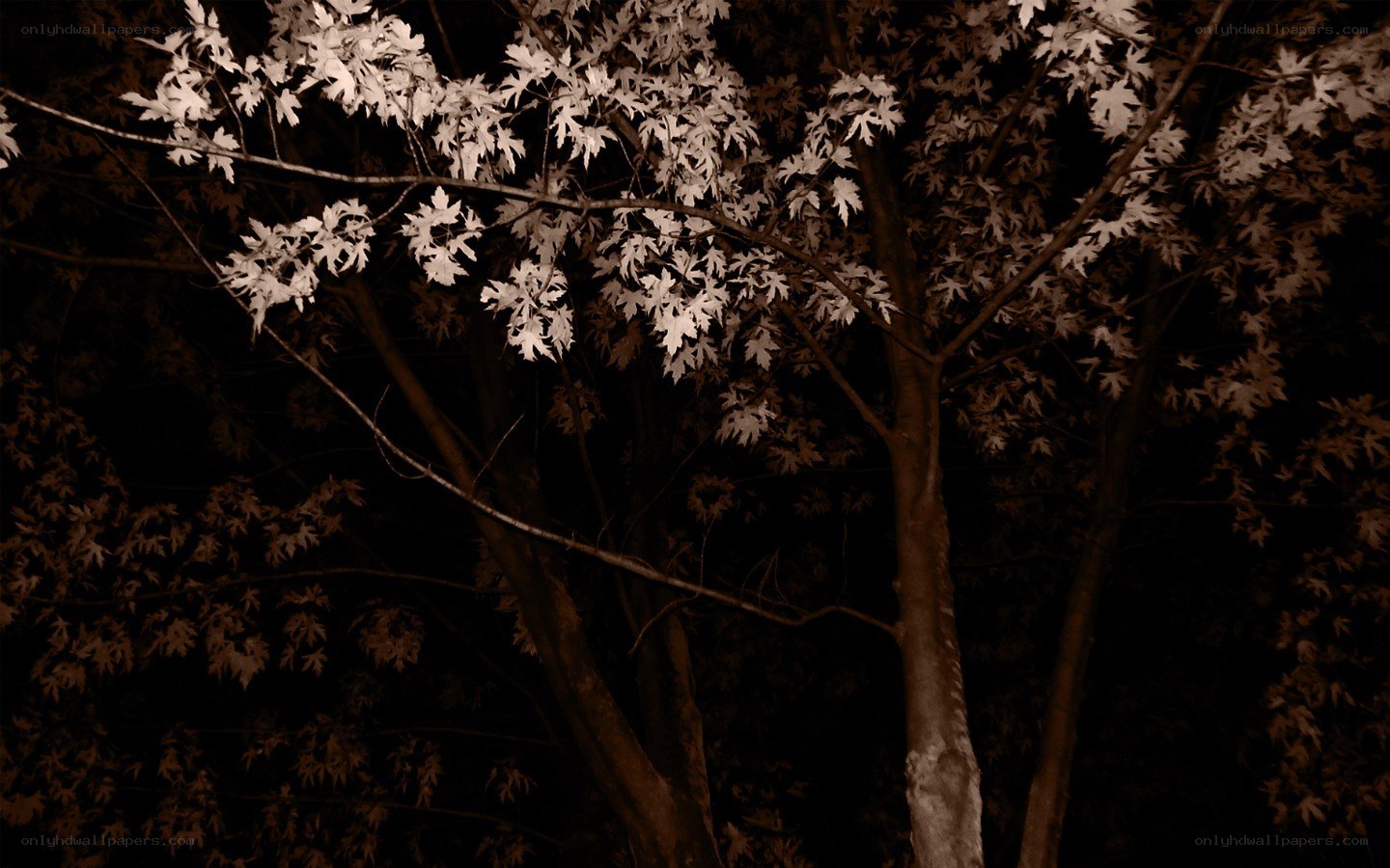 Nighttime tree foliage