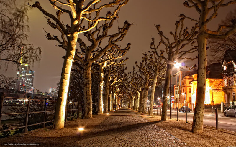 Nighttime tree-lined walkway