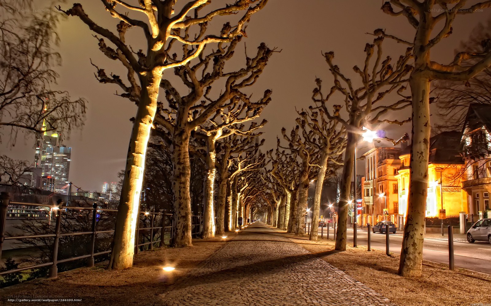 Nighttime tree-lined walkway