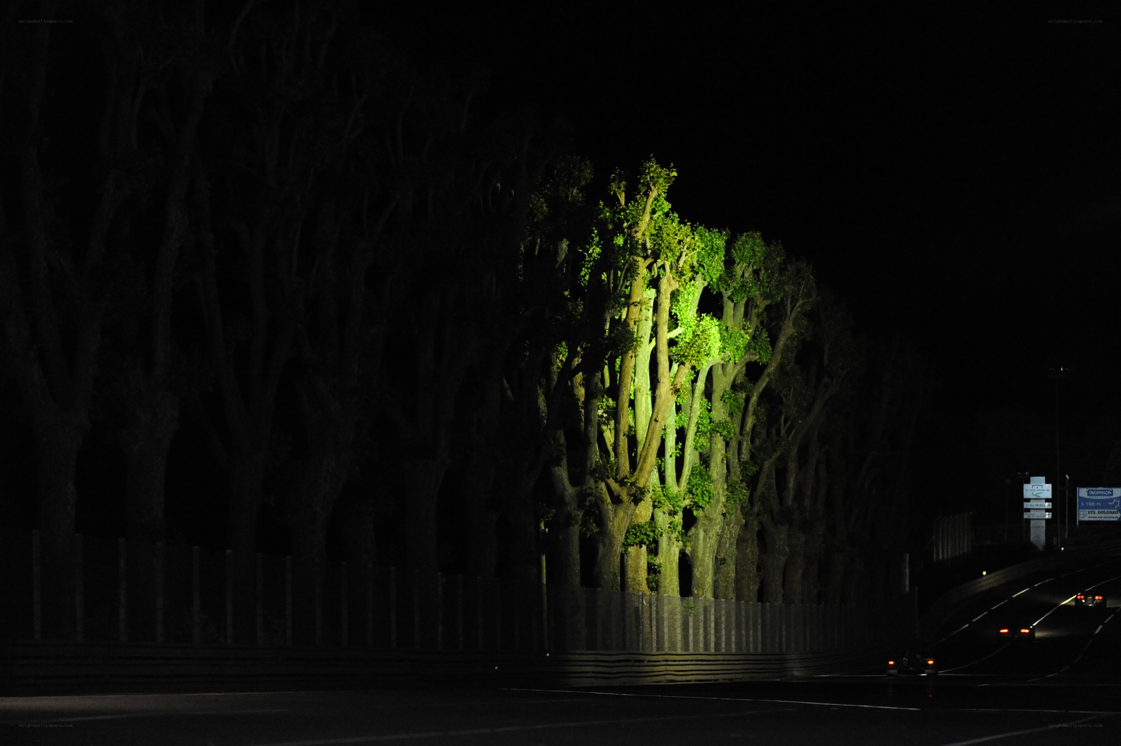 Nighttime tree tunnel on a highway