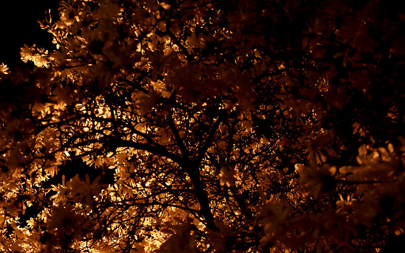 nighttime tree with glowing flowers