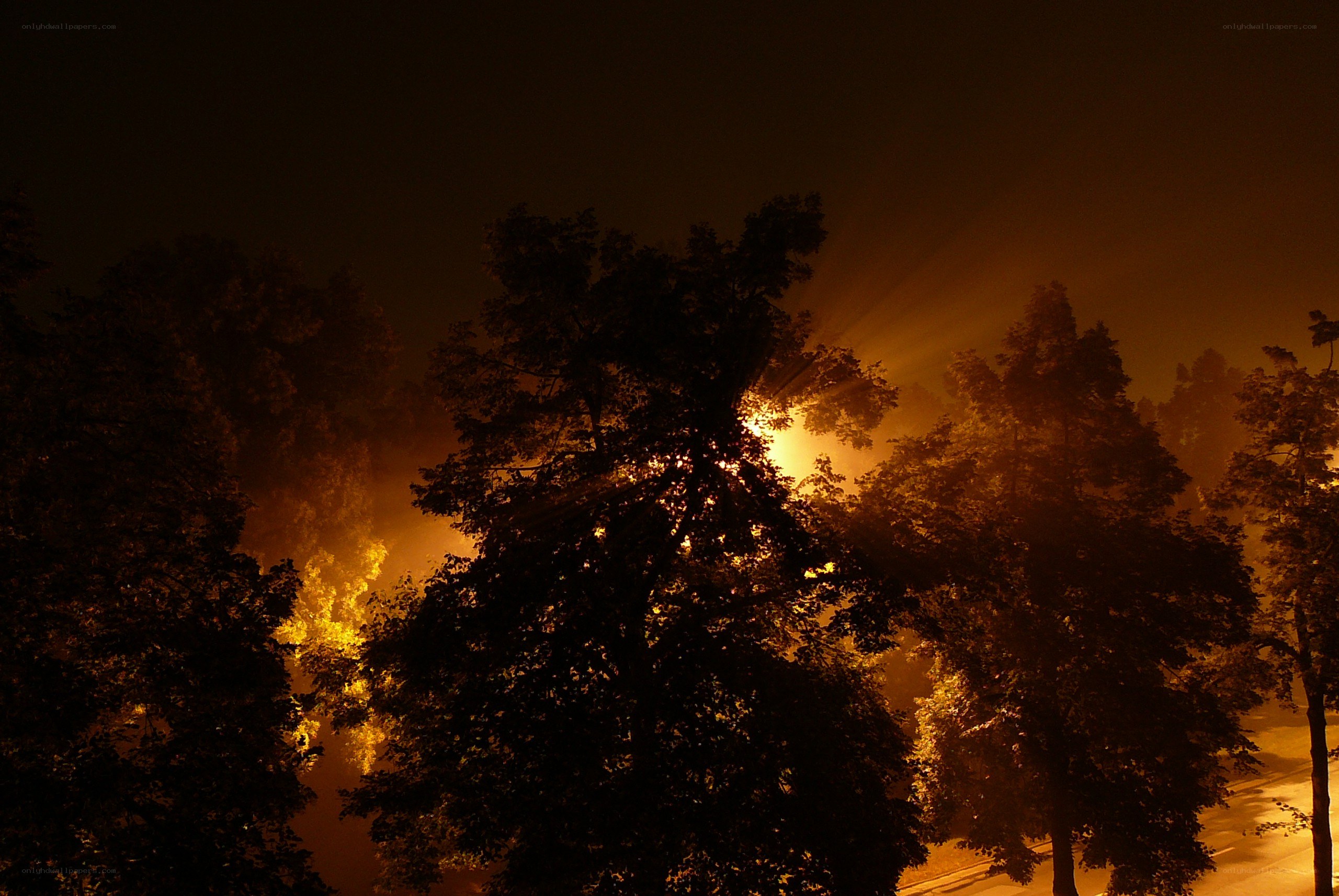 nighttime trees in fog