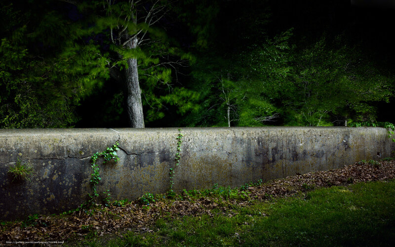Nighttime wall with ivy