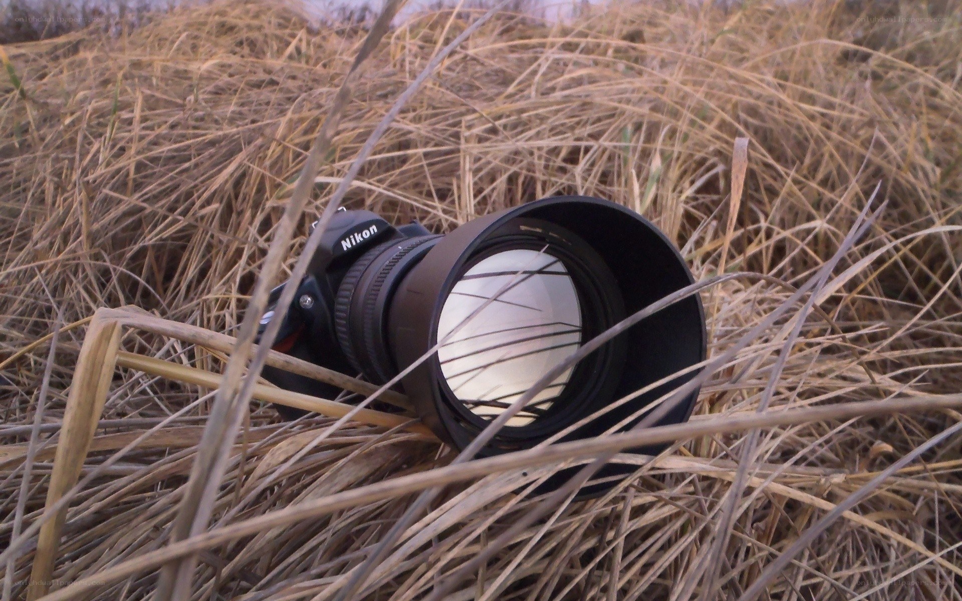 Nikon camera in dry grass