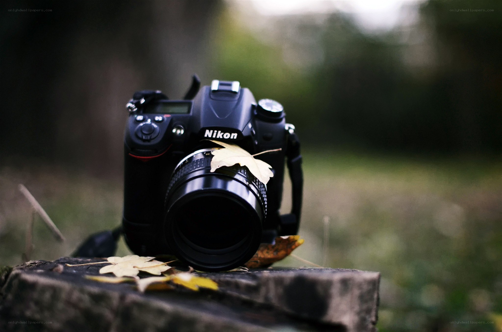 Nikon camera with autumn leaves
