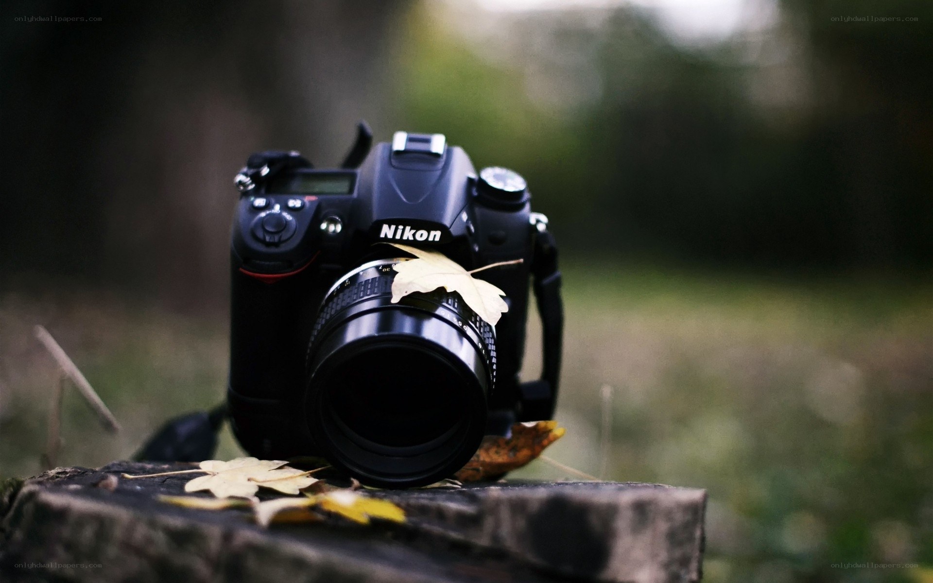 Nikon camera with autumn leaves