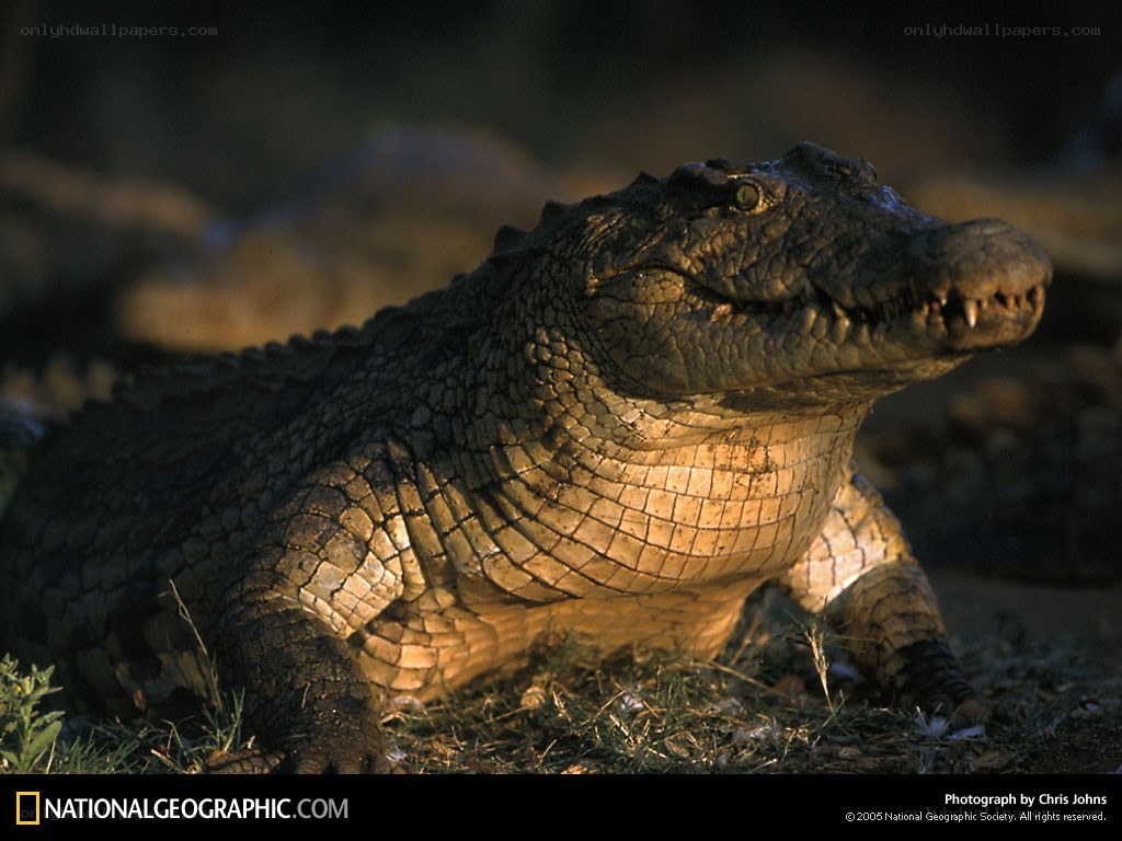 Nile crocodile in sunlight