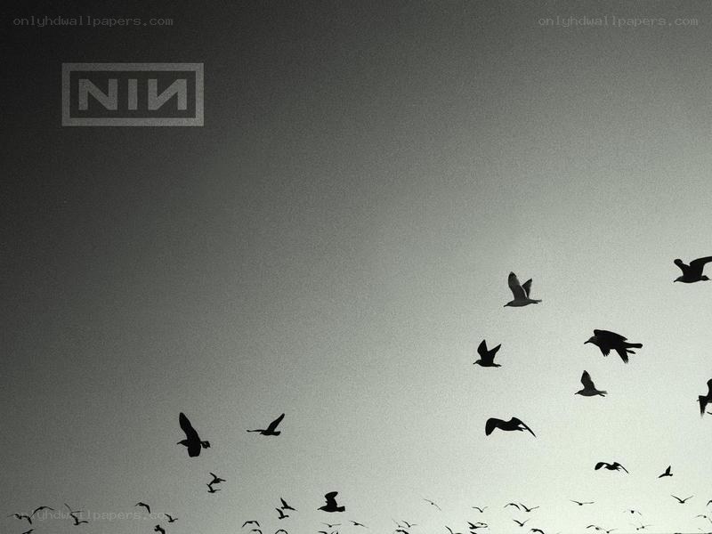 NIN logo with birds in sky