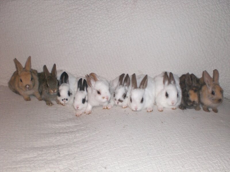 Nine Baby Rabbits
